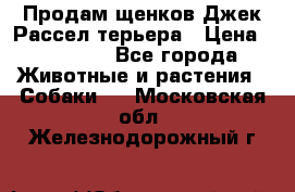 Продам щенков Джек Рассел терьера › Цена ­ 25 000 - Все города Животные и растения » Собаки   . Московская обл.,Железнодорожный г.